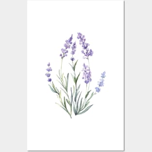 Watercolor Lavender Posters and Art